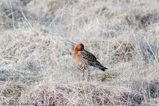 Uferschnepfe (6 von 6).jpg